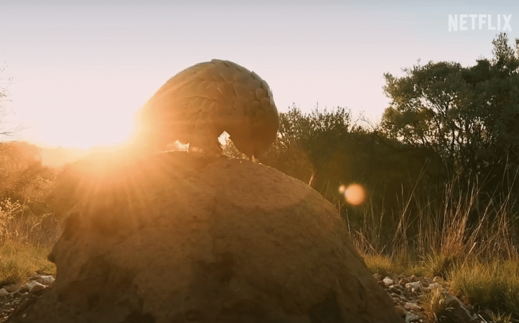 Pangolin: Kulu’s Journey | Official Trailer | Netflix